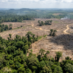 Dampak Deforestasi di Indonesia dan pembukaan lahan hutan 2025