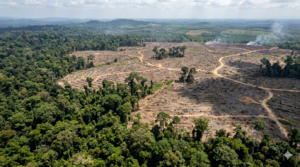 Dampak Deforestasi di Indonesia dan pembukaan lahan hutan 2025